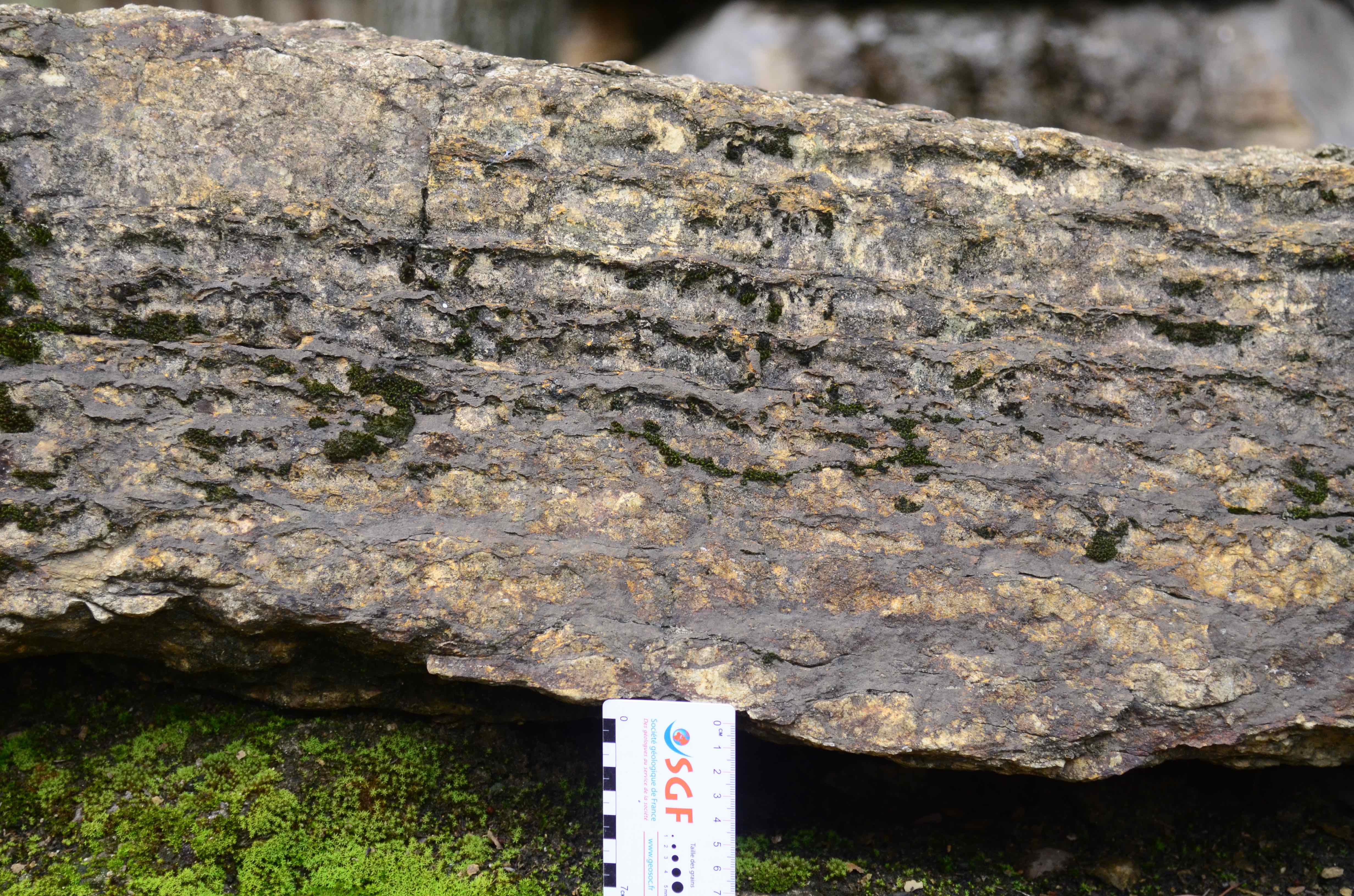 石灰岩(せっかいがん, limestone) - 岩石鉱物詳解図鑑planetscope