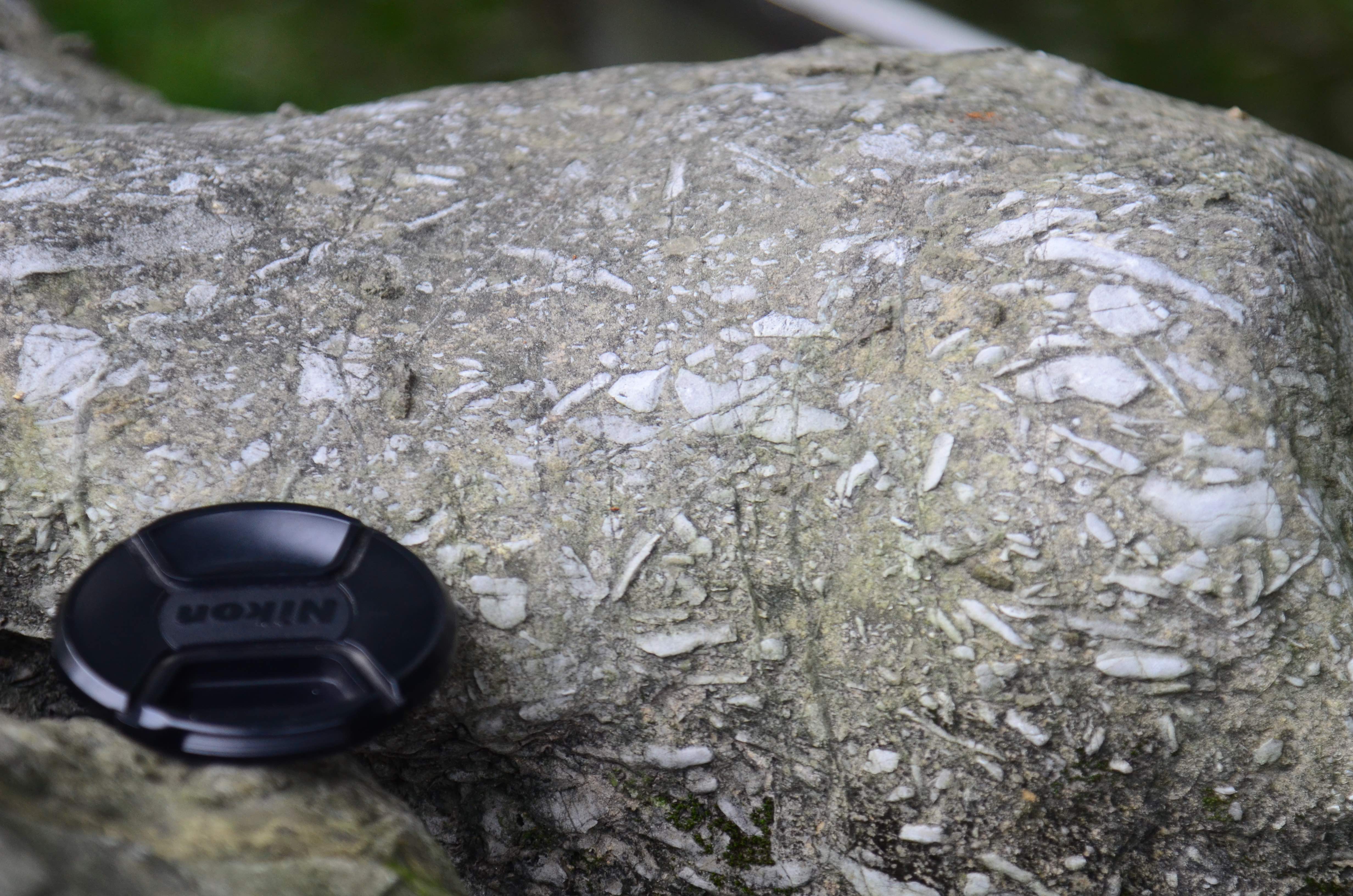 泥晶生物碎屑灰岩图片