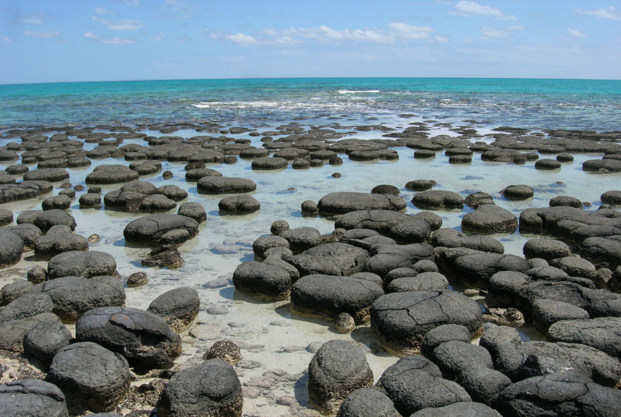 迭层石板材（藻类）(残雪）_Stromatolite（Algae）_国家岩矿化石标本资源共享平台