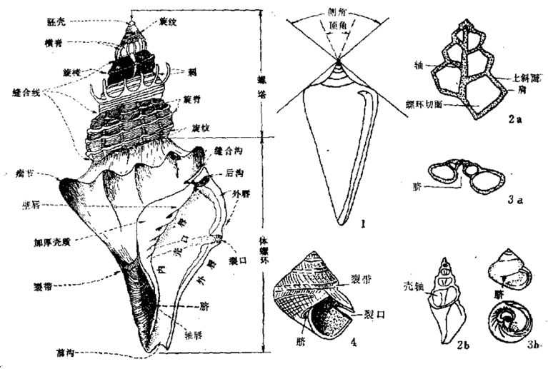 田螺身体结构图片图片